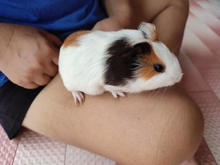 Mocha And Coco - Guinea Pig Small & Furry