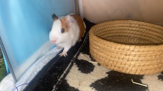 Mocha And Coco - Guinea Pig Small & Furry