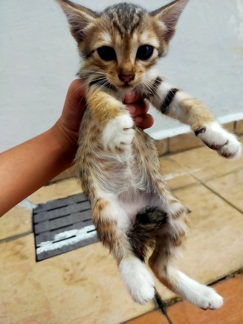 Brownie/skye/thor - Domestic Medium Hair + Calico Cat