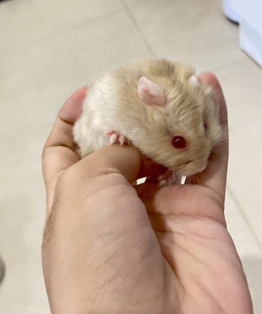 Chimmy - Short Dwarf Hamster Hamster