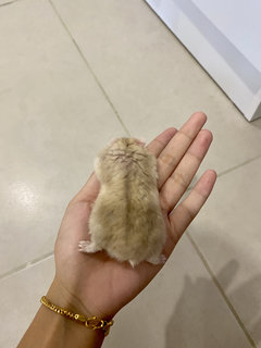 Chimmy - Short Dwarf Hamster Hamster