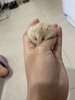 Chimmy - Short Dwarf Hamster Hamster