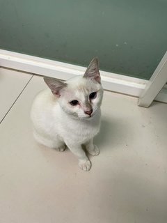 Charlie, The Siamese Kitten - Siamese + Domestic Short Hair Cat