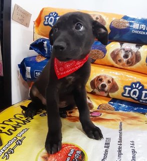 Aye - Labrador Retriever Mix Dog