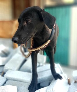 Aye - Labrador Retriever Mix Dog