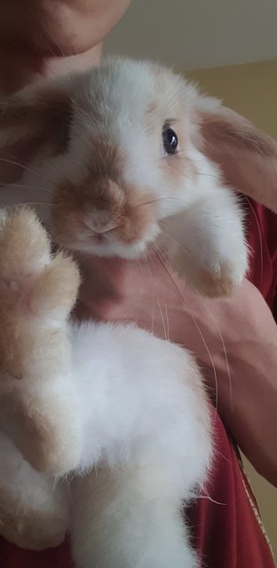 Coffee - Holland Lop Rabbit