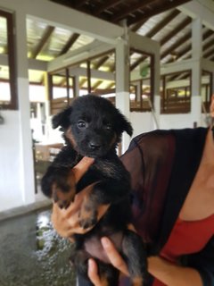 Cotton  - Mixed Breed Dog