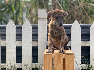 Tigger - Mixed Breed Dog