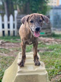 Tigger - Mixed Breed Dog