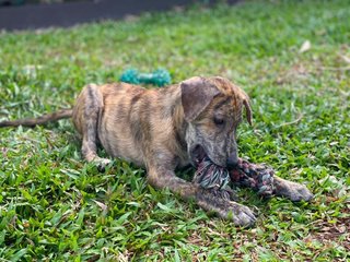 Tigger - Mixed Breed Dog