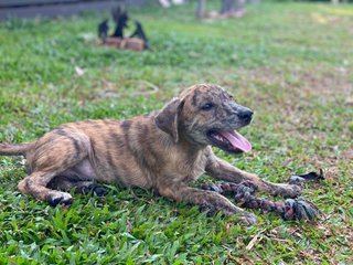 Tigger - Mixed Breed Dog