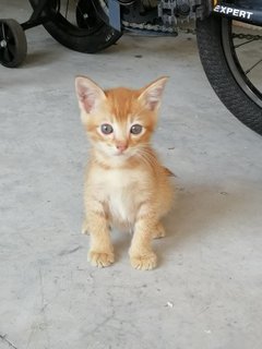 Buffy - Domestic Short Hair Cat