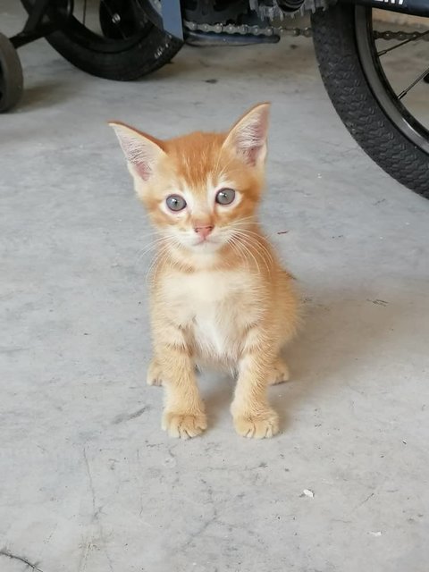 Buffy - Domestic Short Hair Cat