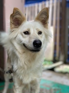 Samui - Mixed Breed Dog