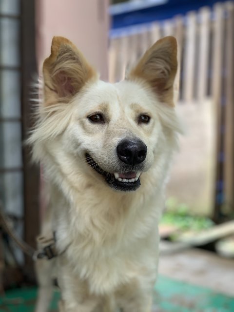 Samui - Mixed Breed Dog