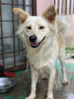 Samui - Mixed Breed Dog