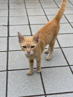 Hazel - Domestic Short Hair Cat