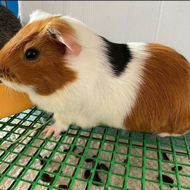 Dudu - Guinea Pig Small & Furry