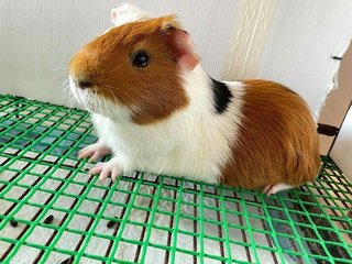 Dudu - Guinea Pig Small & Furry