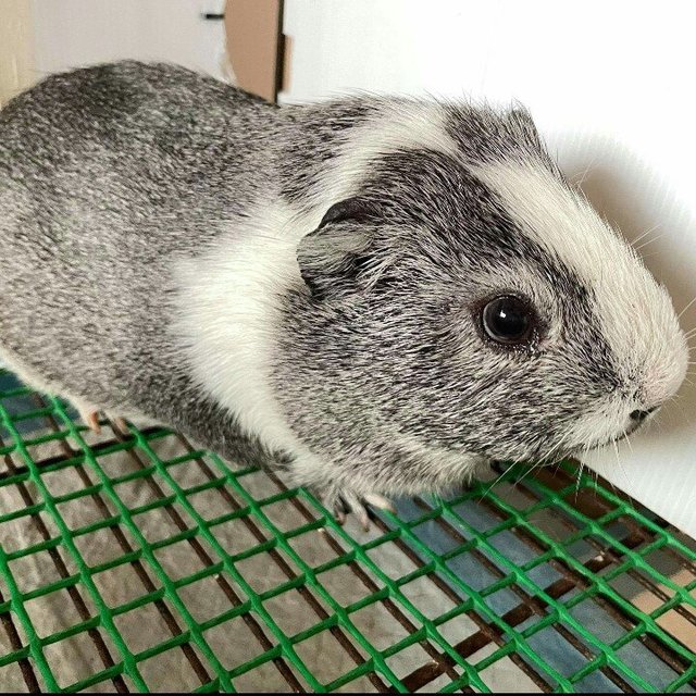 Oreo -american Guinea Pig  - Guinea Pig Small & Furry