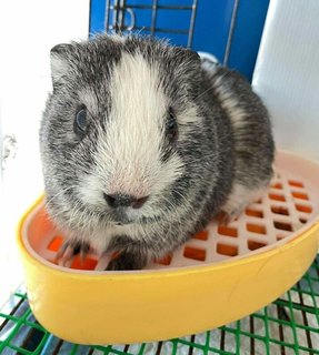 Oreo -american Guinea Pig  - Guinea Pig Small & Furry