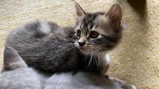 Baby-tigger - Domestic Medium Hair Cat