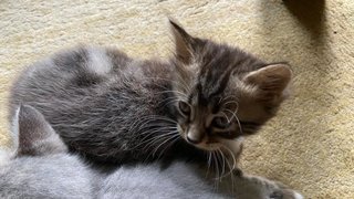 Baby-tigger - Domestic Medium Hair Cat