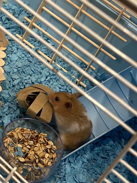 Dalton - Syrian / Golden Hamster Hamster