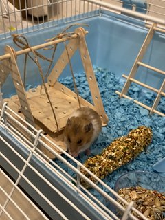 Dalton - Syrian / Golden Hamster Hamster