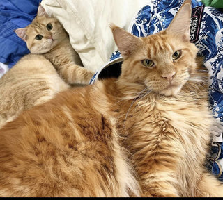 Marley - Maine Coon Cat