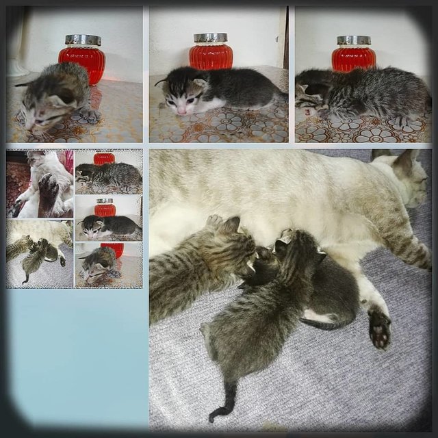 Mama Cat -blue Ivy &amp; Kittens - Domestic Short Hair Cat