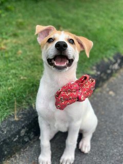 Poppy Girl - Mixed Breed Dog