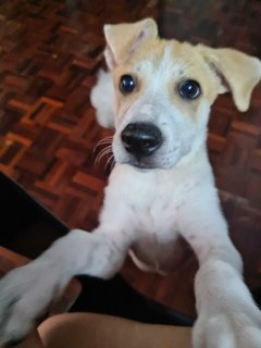 Poppy Girl - Mixed Breed Dog