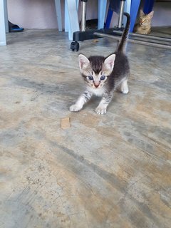 4 Tiny Little Kitties - Domestic Short Hair Cat