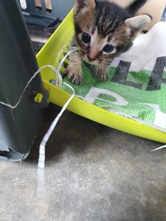 4 Tiny Little Kitties - Domestic Short Hair Cat