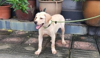 Leon (Short Tail) - Labrador Retriever Mix Dog