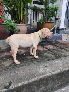 Leon (Short Tail) - Labrador Retriever Mix Dog
