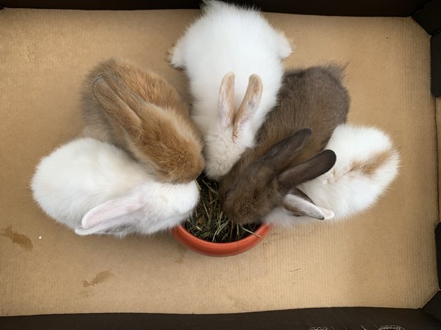 Baby Bunnies  - Lionhead + Harlequin Rabbit