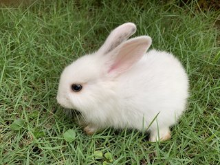 Baby Bunnies  - Lionhead + Harlequin Rabbit