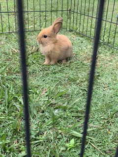 Baby Bunnies  - Lionhead + Harlequin Rabbit