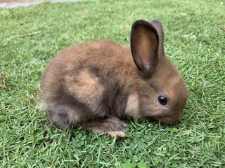 Baby Bunnies  - Lionhead + Harlequin Rabbit