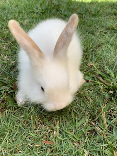 Baby Bunnies  - Lionhead + Harlequin Rabbit