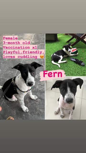 Fern - Mixed Breed Dog