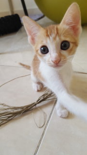 Calico And Kitten - Domestic Short Hair Cat