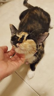 Calico And Kitten - Domestic Short Hair Cat