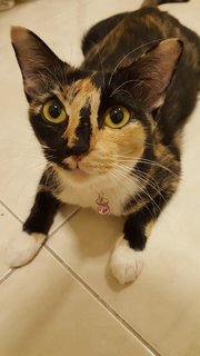 Calico And Kitten - Domestic Short Hair Cat