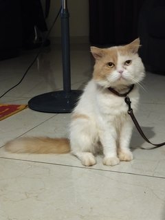 Prince - Persian Cat