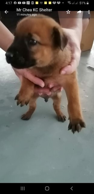 10  Mixed  Puppies  - Mixed Breed Dog