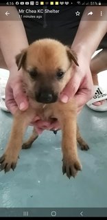 10  Mixed  Puppies  - Mixed Breed Dog