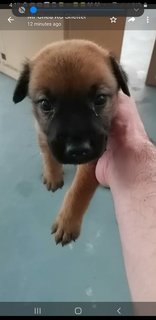 10  Mixed  Puppies  - Mixed Breed Dog